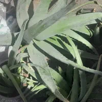 حراج گیاه الوراع