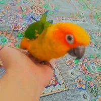 پرنده طوطی|پرنده|میبد, |دیوار