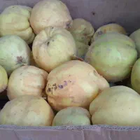 به اصفهان درجه یک|خوردنی و آشامیدنی|مشهد, ایثارگران|دیوار