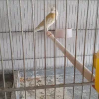 جوجه قناری