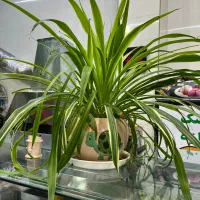 همکارخانوم جوان خوش برخوردجهت کار در کباب بریانی