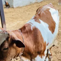 گاو گوساله نر وماده شیری