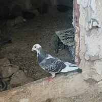 کبوتر
