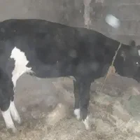 گاو شیری|حیوانات مزرعه|دهگلان, |دیوار