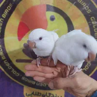 راهب آبی کراس اور سبز زرد آلبینو لوتینو بلو اسکای|پرنده|قم, شهرک قدس|دیوار