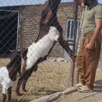 نربز