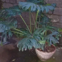 فروش گل انجیری