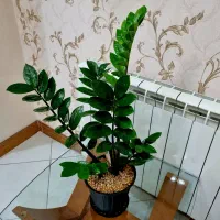 زامیفولیا زاموفیلیا سبز