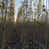 با زیر قیمت بازار میتونی نهال وصنوبر با کیفیت بخری|حراج|صوفیان, |دیوار