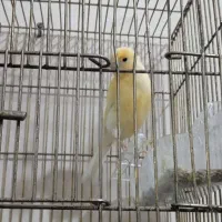 جوجه‌قناری‌نر|پرنده|تایباد, |دیوار