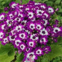 گل سنیری یا سینره|گل و گیاه طبیعی|تالش, طولارود|دیوار