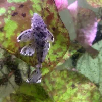 پلکو گربه ماهی کتفیش خاص و کمیاب