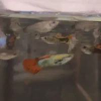 ماهی مخصوص شب یلدا|ماهی|بندرعباس, |دیوار