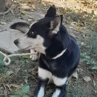 سگ ماده هاسکی