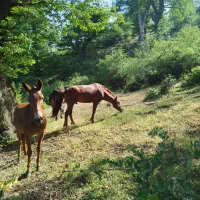 فروشی فقط فقط|حیوانات مزرعه|کلاردشت, |دیوار