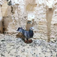 کفتر‌پرشی|پرنده|مشهد, امیرآباد|دیوار