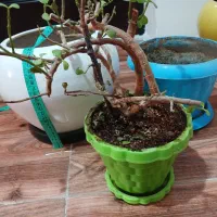 گلدان سرامیکی و پلاستیکی|گل و گیاه طبیعی|هشتگرد, فاز ۲ مهستان|دیوار