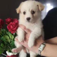 پامر عروسکی