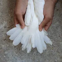 طوقی|پرنده|اصفهان, عمان سامانی|دیوار
