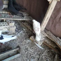 کبوتر برای فروش|پرنده|شادگان, |دیوار