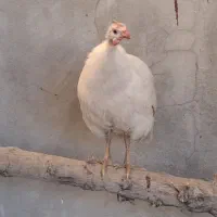 مرغ شاخدار|حیوانات مزرعه|مرودشت, بیست متری بیمارستان|دیوار