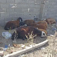 گوسفند داشتی|حیوانات مزرعه|انبارآلوم, |دیوار