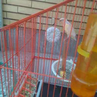 یک جفت قناری جوان|پرنده|رفسنجان, |دیوار