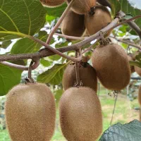 کیوی هایوارد درجه یک|عمده‌فروشی|لیسار, |دیوار