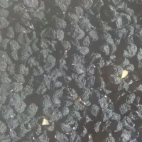 فروش بذر موسیر سیاه دانه
