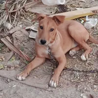 واگرا ی سگ نگهبان دورگ باهوش