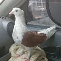 کبوتر نر سرحال