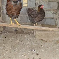 جوجه مرغ ویاندوت و برهما اصیل نژاد وارداتی