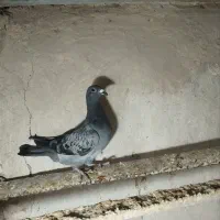 کفتر و کبوتر