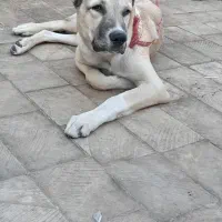 سگ سرابی