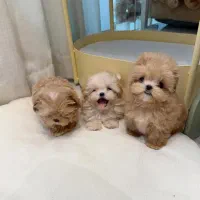 لوازم سگ خانگی