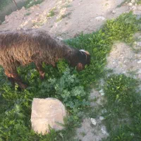 کوه ماده|حیوانات مزرعه|مسجد سلیمان, |دیوار