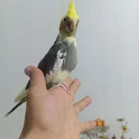 جوجه عروس س سرلاکی دستی