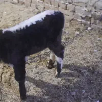 گاوشیرده باگوساله