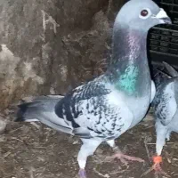 کبوتر شازده خوشرنگ سرور آلرام