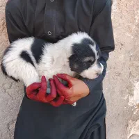 افغانی|سگ|خاش, |دیوار