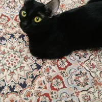 واگذاری رایگان