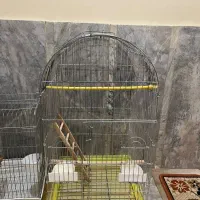 فروش قفس پرنده