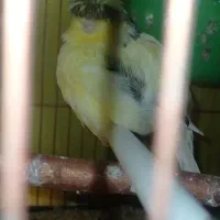 یک جفت قناری نر گلسر رویه تخم