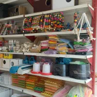 ملزومات پرندگان عروس هلندی مرغ عشق کوتوله گرینچیک