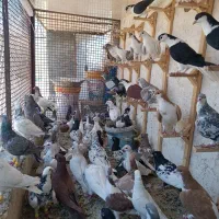 کبوتر پرشی