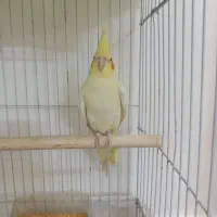 نر و بالغ|پرنده|تربت‌حیدریه, شهرک ولیعصر|دیوار