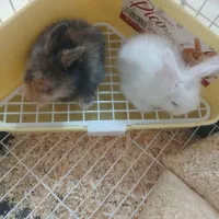 واگذاری خرگوش لوپ فانتزی