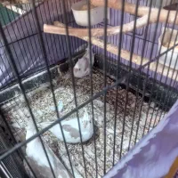 سلام به دوستان عزیز ۳عدد جوجه عروس یکتی|پرنده|هشتگرد, تهران دشت|دیوار