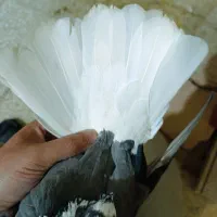 کبوتر رنگی|پرنده|بندر امام خمینی, |دیوار