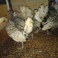 مرغ و خروس برهما سبرایت جاپنیز